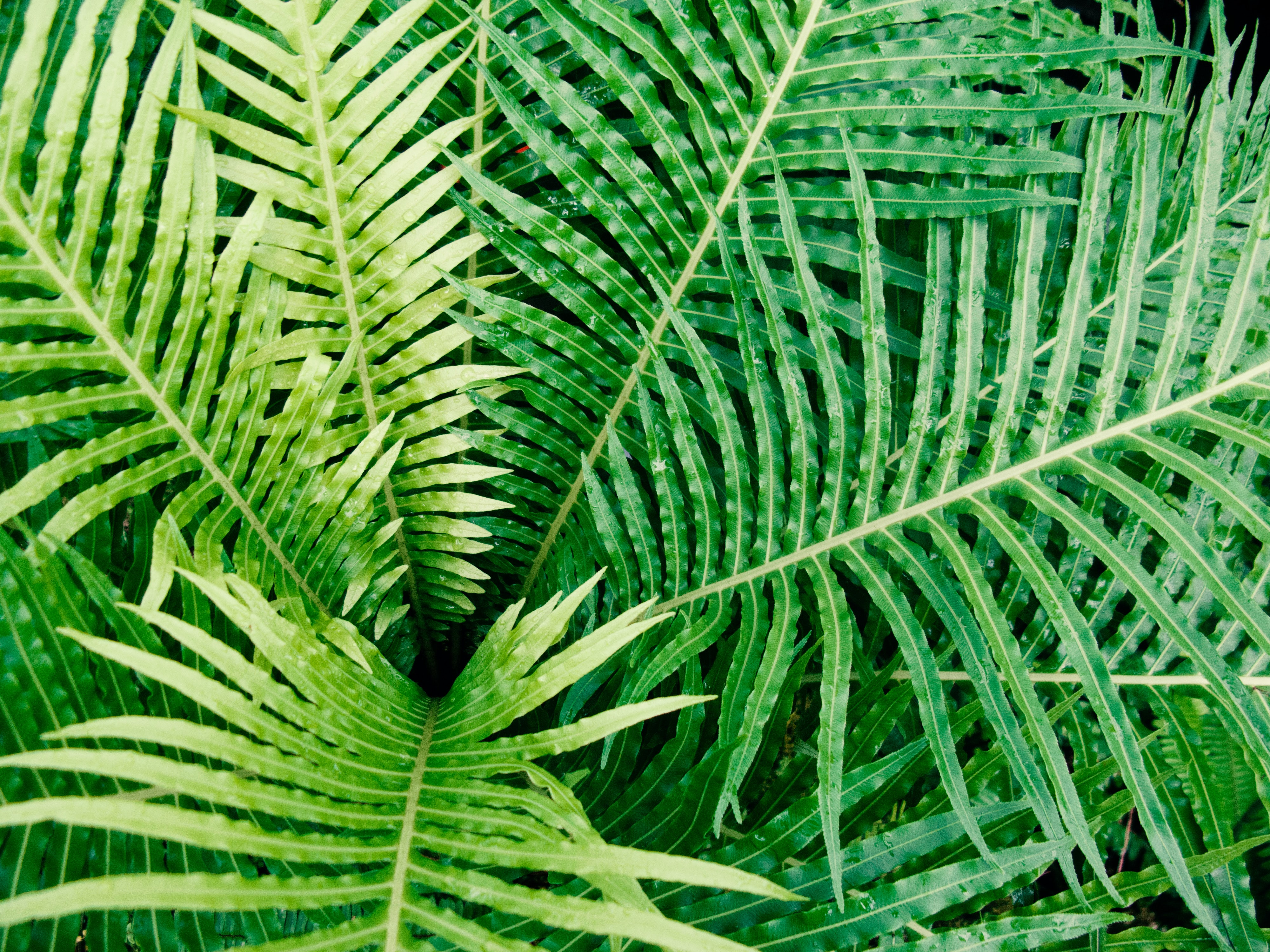 Photograph of leaves